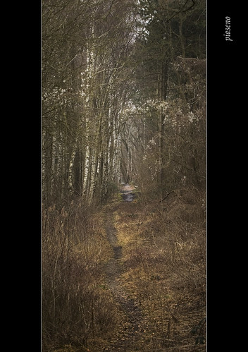 forest painting landscape paint path landschaft birches