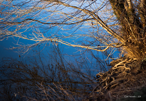blue light sky landscape lumière bleu reflet ciel arbres paysages végétaux végétal cyrilbkl cyrilnovello