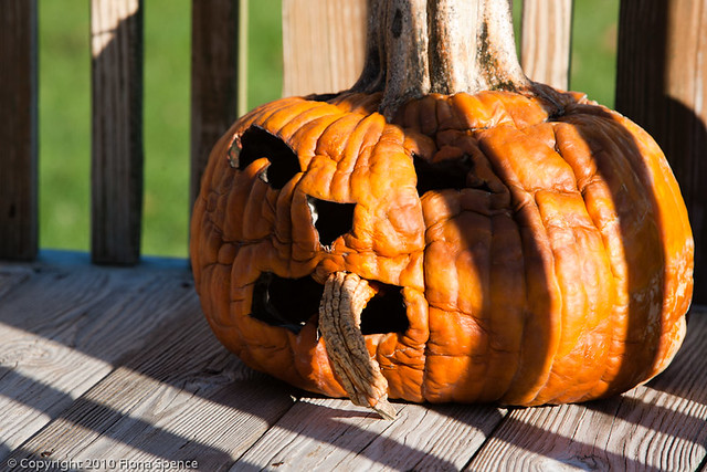 Ugly Pumpkin at Large | Flickr - Photo Sharing!