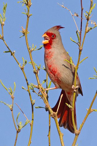 arizona birds tucson pyrrhuloxia cardinalissinuatus