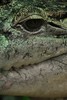 <a href="http://www.flickr.com/photos/joachim_s_mueller/5685848979/">Photo of Crocodylus novaeguineae by Joachim S. Müller</a>