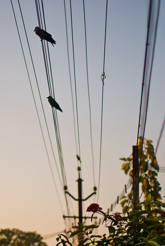 india bird sunrise wire crow andhra animalplanet pradesh vijayawada