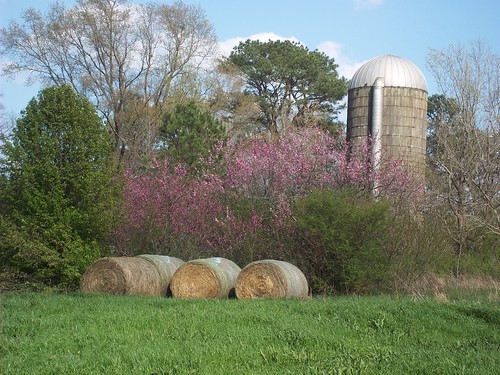 flowers sky tree grass leaves rural forest landscape scenery alabama silo hay redbud marioncounty hackleburg