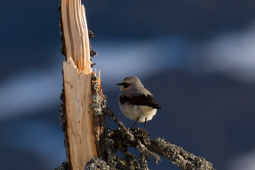 bird birds sweden jämtland wheatear oenantheoenanthe northernwheatear storrun