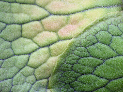 plant fern green leaf frond botany staghornfern pteridophyta ccbyncsa shieldleaf sporeplant canonpowershotsx10is
