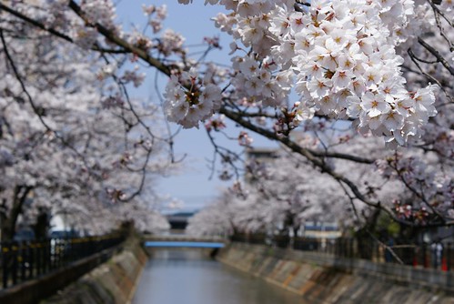 福島江の桜
