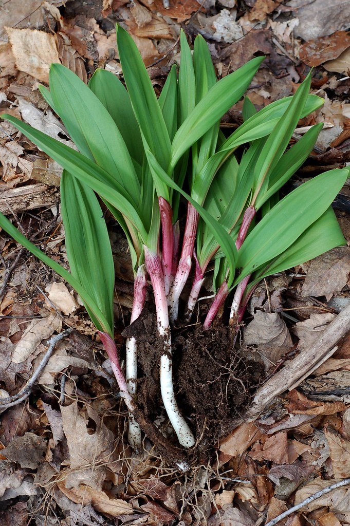 A bunch of wild ramps, fresh from the ground by Eve Fox, Garden of Eating blog