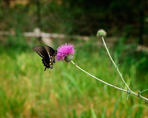 flower butterfly texas blossom schulenburg