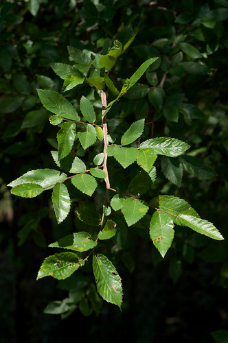 green leaf arkansas ulmus petitjeanstatepark ulmaceae wingedelm ulmusalata