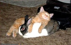 cat and bunny