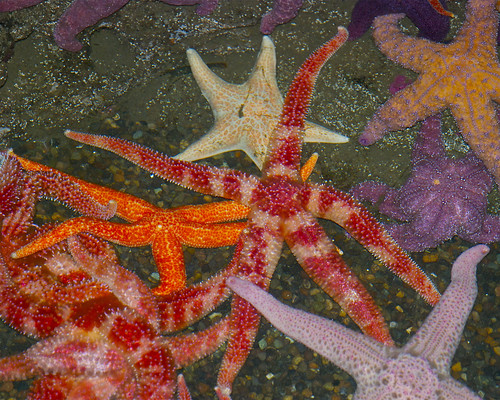 Sea Stars