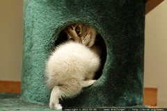 babykitty invites snowball into her treehouse 