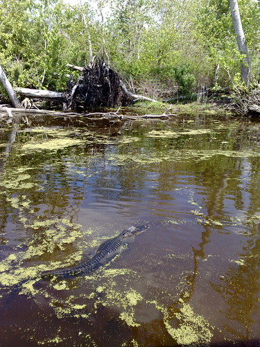 louisiana alligator swamp