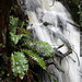springtime waterfall & ferns