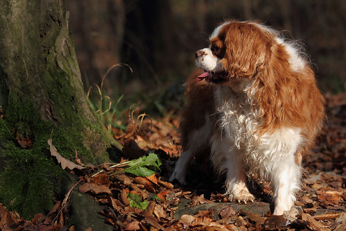 Susie in the autumn forest