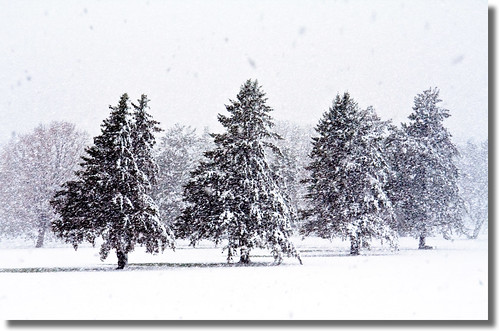 winter white snow nature wisconsin landscape challengegamewinner