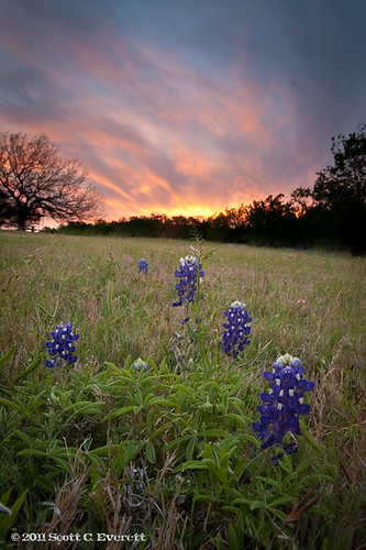sunset floral texas bluebonnets navarromills