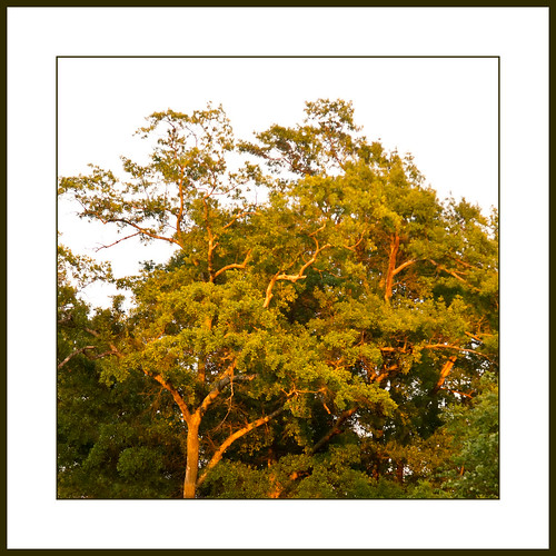oak olympus sunsetlight zuiko e5 zd 1454mm treeparts project365118
