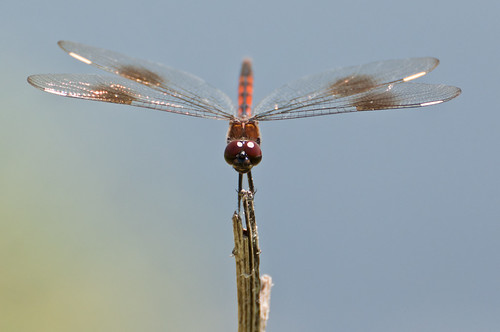 dragonfly floridawildlife paynesprairie