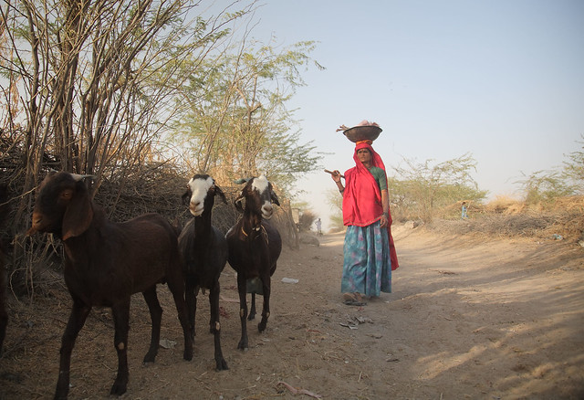 Women herding goats in Rajasthan, India
