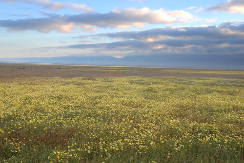 california flower monument field nps national wildflowers plain carrizo