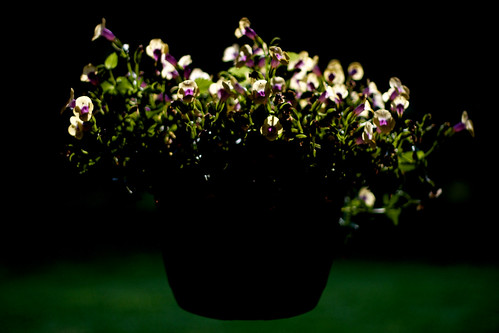 pink light shadow sun white black flower green grass silhouette canon dark geotagged rebel focus texas dof shine basket purple background tx garland 365 shining 2011 t2i geo:lat=32915469821224875 geo:lon=9660048506878661