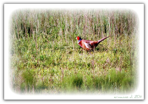 bird grass fauna pheasant wildlife feathers erba colored penne volatile colorato fagiano esemplare