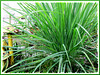 Cymbopogon citratus (Lemon Grass, Lemongrass, Barbed Wire Grass, Citronella Grass, Silky Heads, West Indian Lemongrass, 'Serai' in Malay))