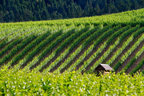 wine vineyards grapes mendocino winecountry andersonvalley