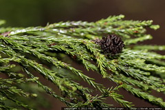sequoiadendron giganteum leaves 