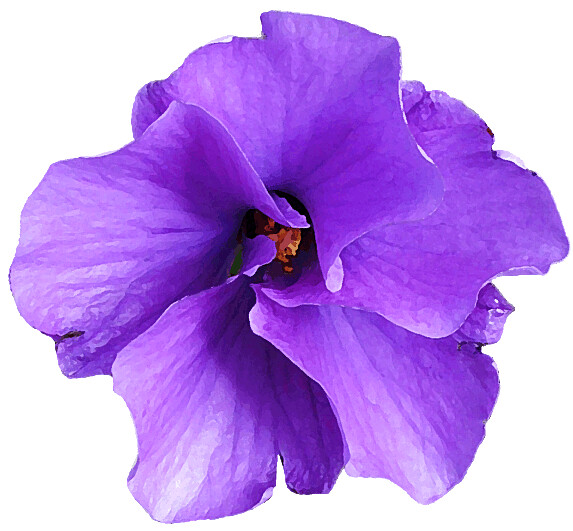 Purple Hibiscus flower clipart dry brush, 15 cm | Flickr - Photo Sharing!