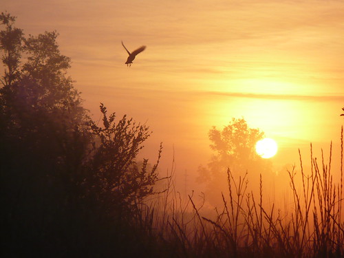 bird sunrise midwest nebraska dove