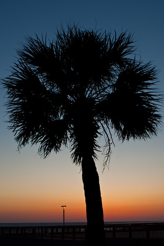 sunset vacation tree nature silhouette florida palmtree panamacity thesussman sonyalphadslra200