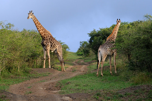 southafrica giraffe d300 thulathula nikkor70200mmf28gedvrii