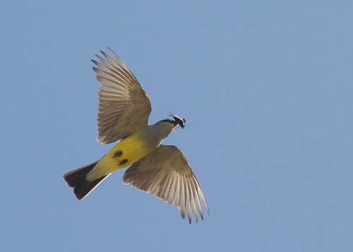 bird colorado westernkingbird tyrannusverticalis