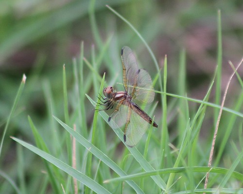 dragonfly tx odonata zapatacounty perithemisdomitia sloughamberwing