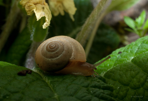 shells macro night snail dew primula smcpentaxda35mmf28