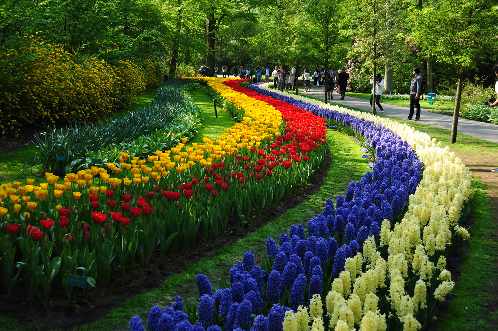 Keukenhof Flower Garden - a Kingdom of Tulips
