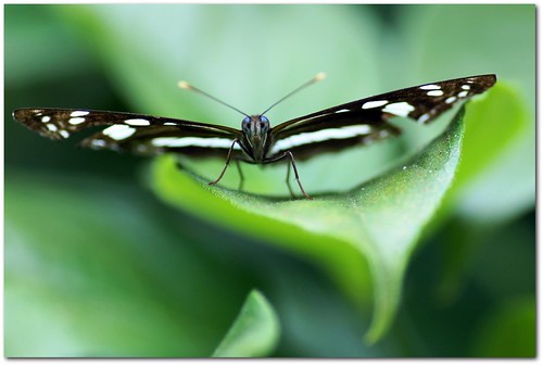 blackandwhite macro butterfly insect lepidoptera queensland tamron picnik townsville commonaeroplane phaedymashepherdi townsvillepalmetum whitebandedplane