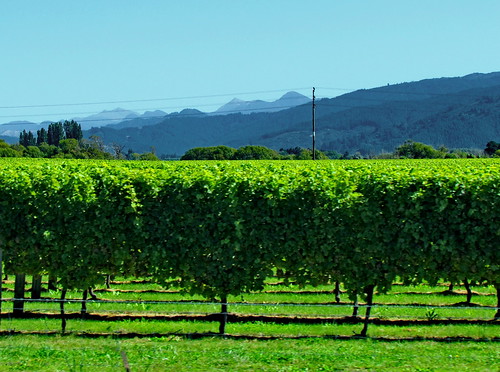 newzealand vineyard forrest wine blenheim marlborough hunters mahi sauvignonblanc drylands