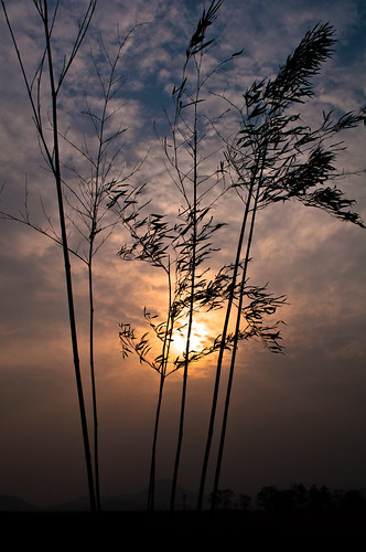 sunset silhouette korea southkorea suncheonbay sunchonbay