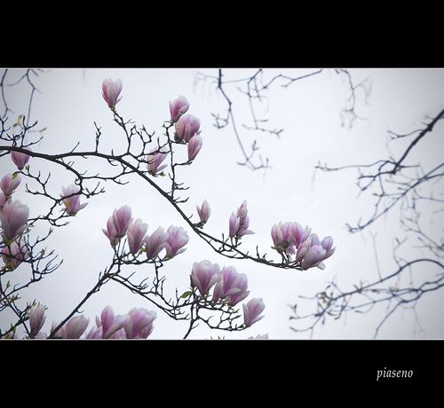 landscape spring bonn blossom magnolia blüte landschaft frühling magnolie supershot bestcapturesaoi