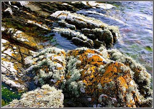 rocks lichen irishsea greatphotographers thebestshot gününeniyisithebestofday “flickraward” mygearandme mygearandmepremium mygearandmebronze ringexcellence seaivoryramalinasiliquosa