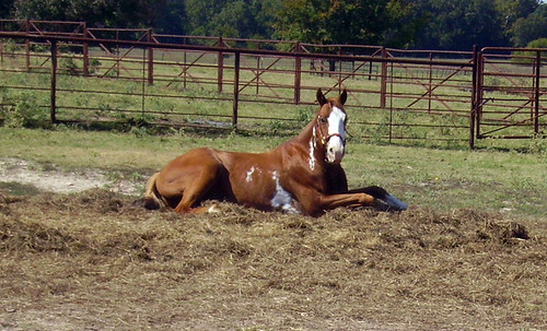 horses animals 2010
