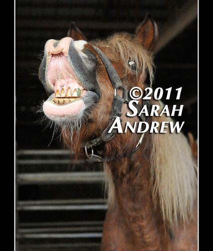 Hey, buddy, you have a little piece of alfalfa in your teeth...