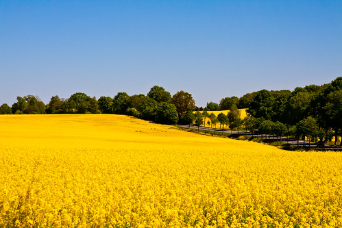 yellow deutschland spring gelb raps schleswigholstein frühling polfilter aumühle blichb