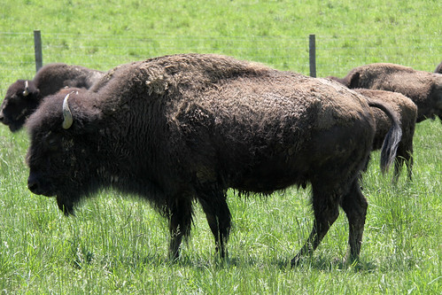 statepark park grass animal mammal kentucky bison bigbonelick