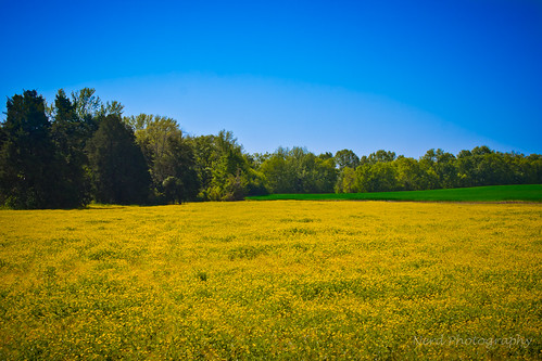 wild flower field yellow canon alabama