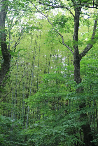japan photo mt hiking photowalk 12 niigata niigataprefecture gomado eyefi 20110618 photowalk20110618