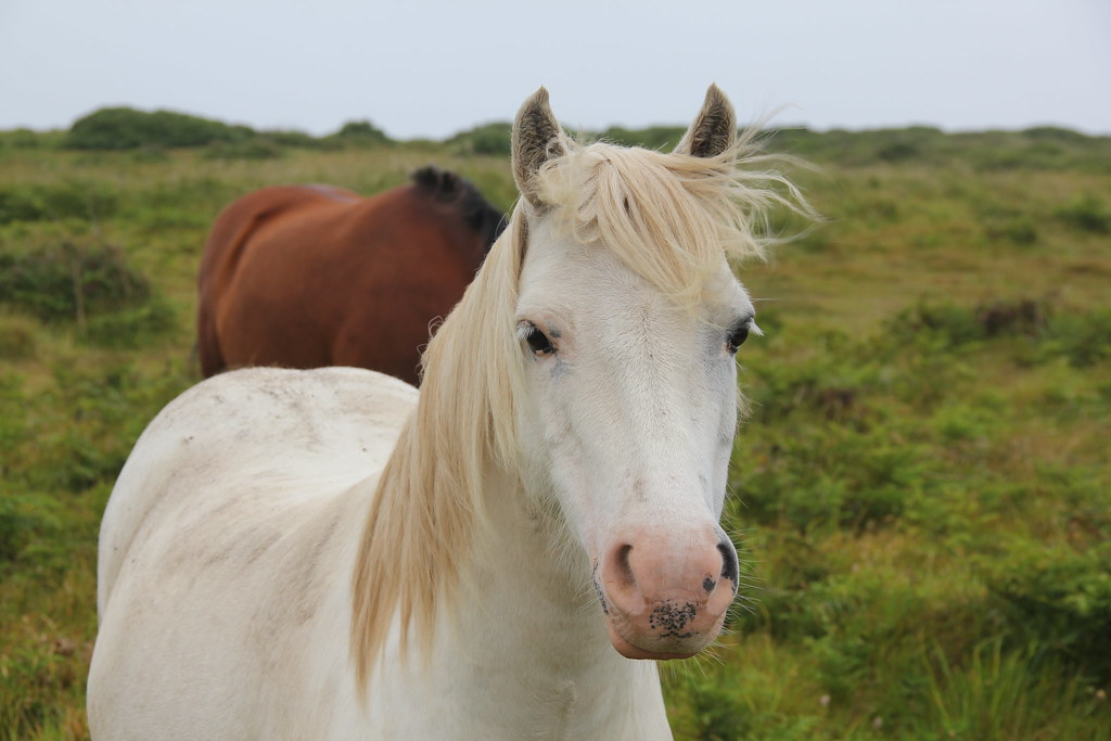 Funny Horse Names List Of Cute Names For Foals